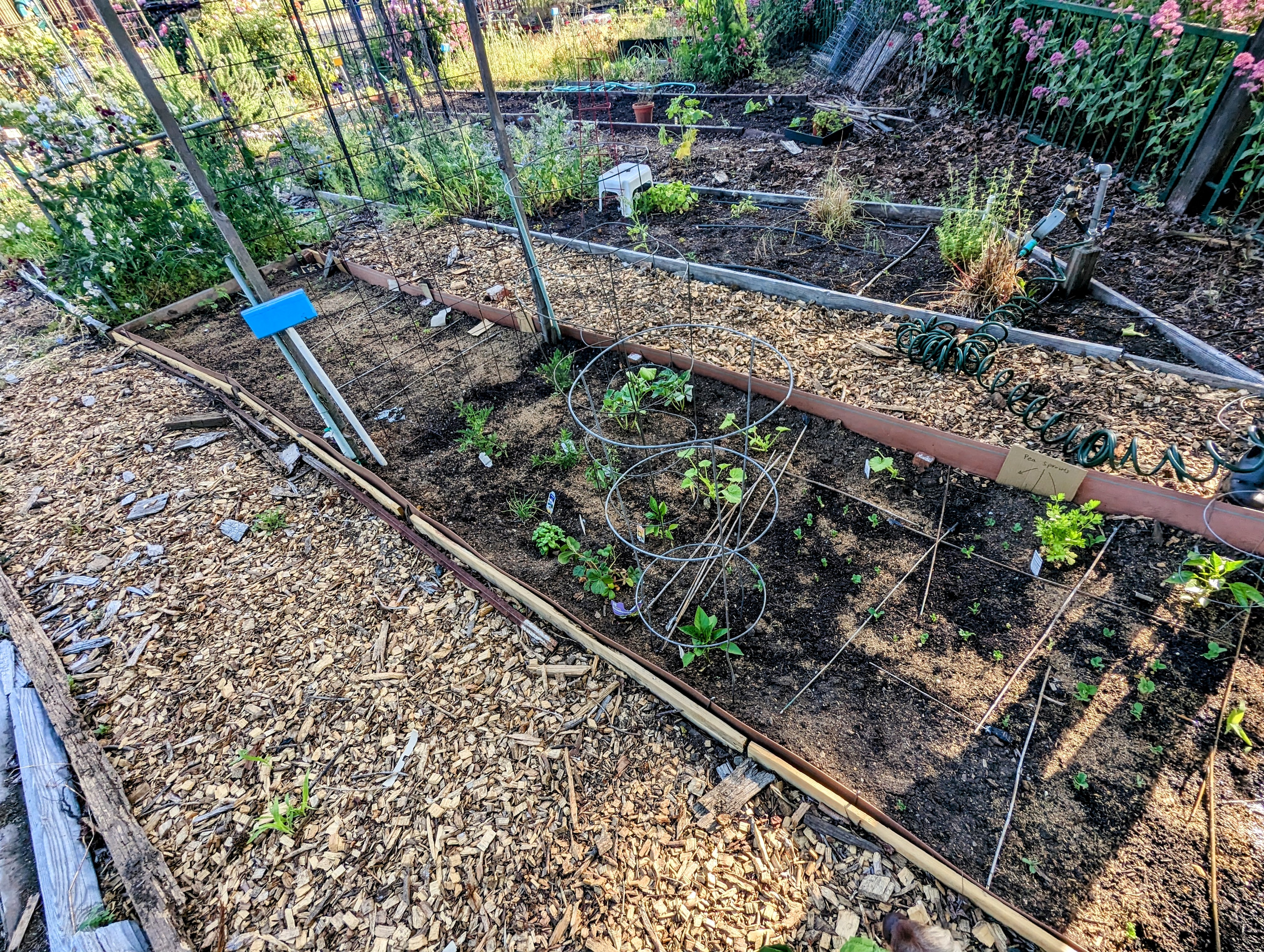 Picture of a small garden plot.